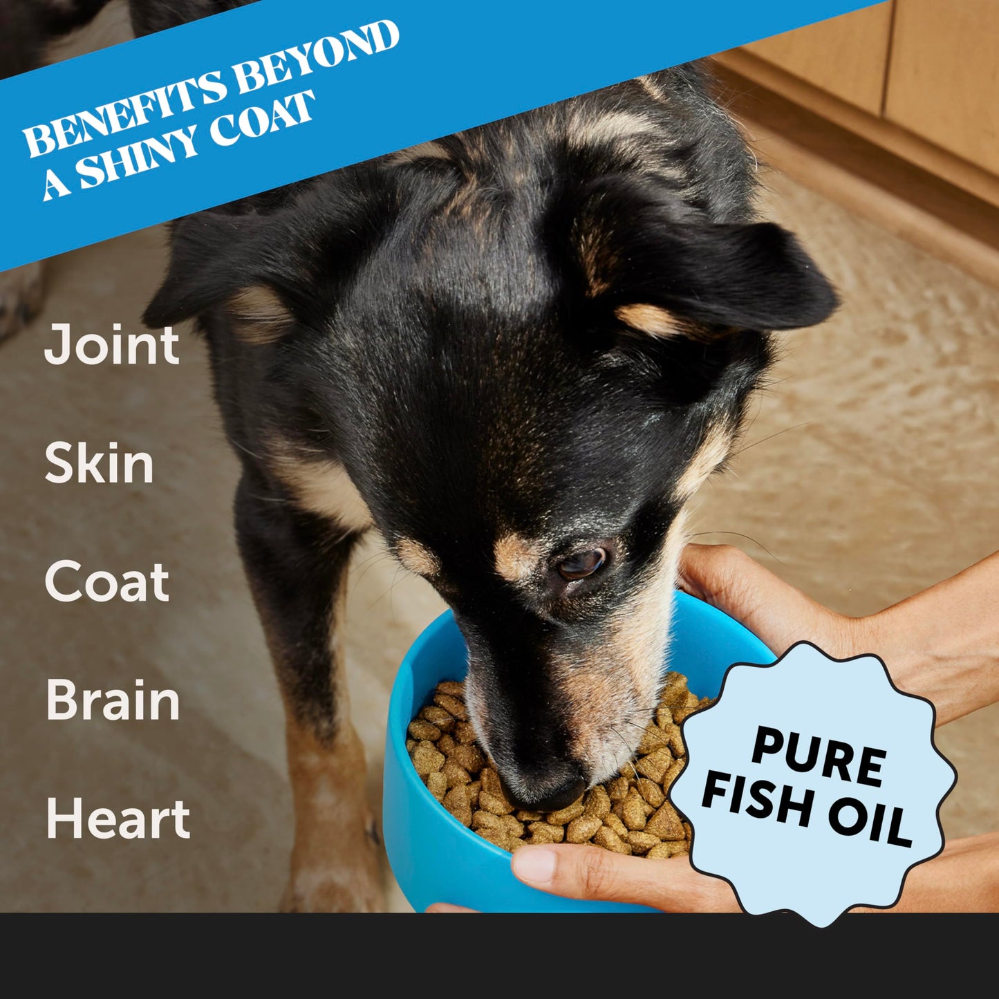 Pet Honesty Wild Alaskan Salmon Oil, Omega-3 Fish Oil for Dogs and Cats, Fatty Acids, Salmon Oil for Dogs, Skin and Coat Health, Pure Dog Food Topper, Supports Joints, Brain & Heart Health - 32oz